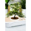 Gift Republic The Art Of Bonsai Grow Kit For Unisex