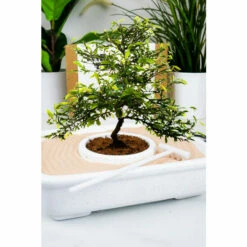 Gift Republic The Art Of Bonsai Grow Kit For Unisex