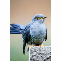 Lagoon Cuckoo Call For Unisex -Find Me A Gift Store unnamed file 1313