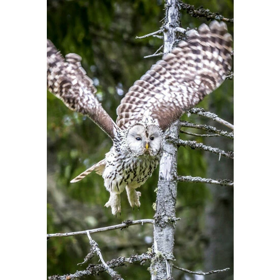 Lagoon Owl Hoot For Unisex 6 Lagoon Owl Hoot For Unisex - Image 4