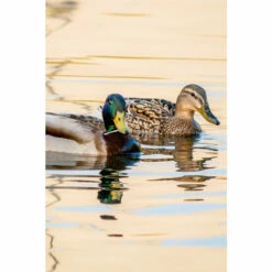 Lagoon Duck Call For Unisex -Find Me A Gift Store unnamed file 1335