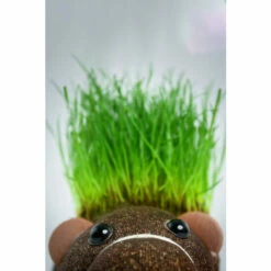 Diabolical Gifts Grow Your Own Hairy Beaver Plant For Unisex -Find Me A Gift Store unnamed file 710