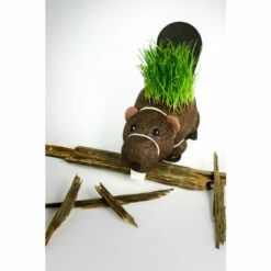 Diabolical Gifts Grow Your Own Hairy Beaver Plant For Unisex -Find Me A Gift Store unnamed file 711