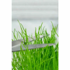 Diabolical Gifts Grow Your Own Hairy Beaver Plant For Unisex -Find Me A Gift Store unnamed file 712