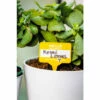 Find Me A Gift Plant Name Badges For Unisex