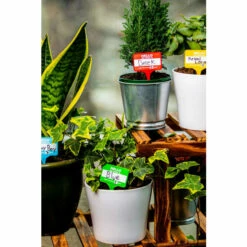 Find Me A Gift Plant Name Badges For Unisex 11 Find Me A Gift Plant Name Badges For Unisex -Find Me A Gift Store unnamed file 924