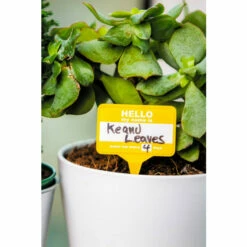 Find Me A Gift Plant Name Badges For Unisex 15 Find Me A Gift Plant Name Badges For Unisex -Find Me A Gift Store unnamed file 928